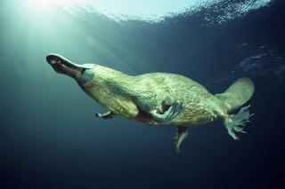 The_Platypus_Project_aims_to_harne123449.jpg
