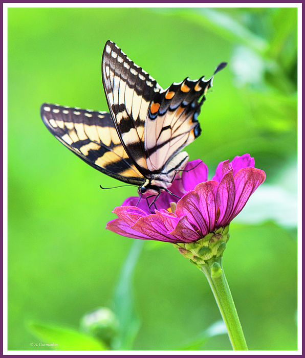 2tigerswallowtailbutterflycosmosfloweragurmankin.jpg