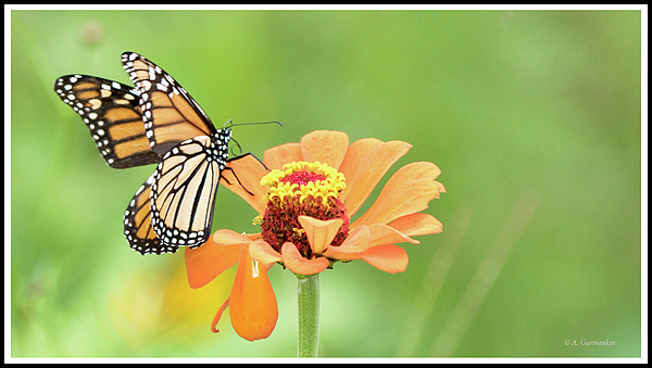monarchbutterflyonzinniafloweragurmankin.jpg