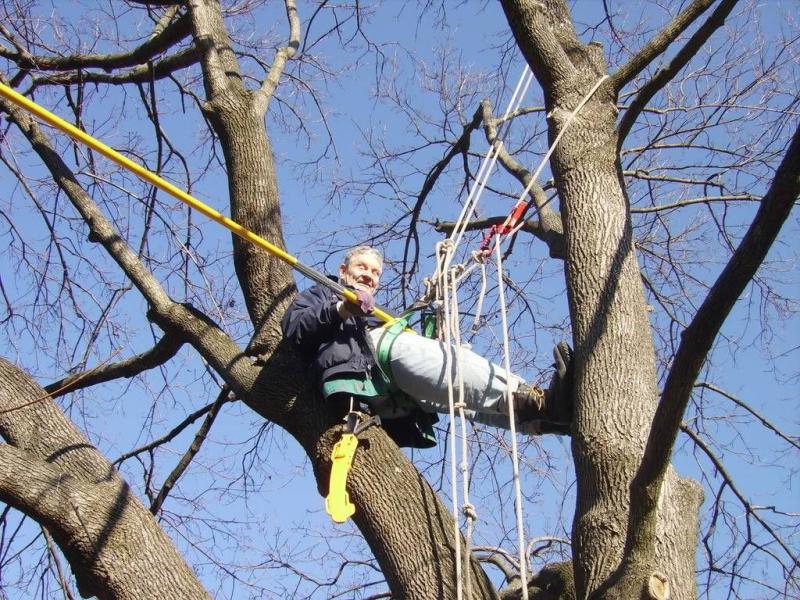 Dad good day to trim a tree.jpg