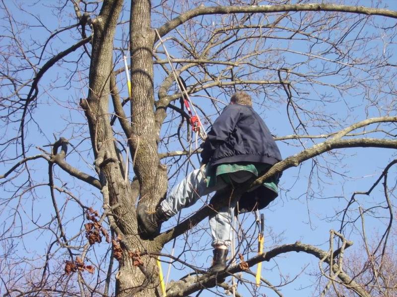 Dad on coffee break in tree at 80.jpg