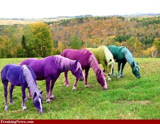 horsesofadifferentcolor.jpg