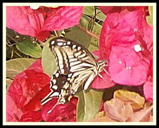 butterfly 4.jpg