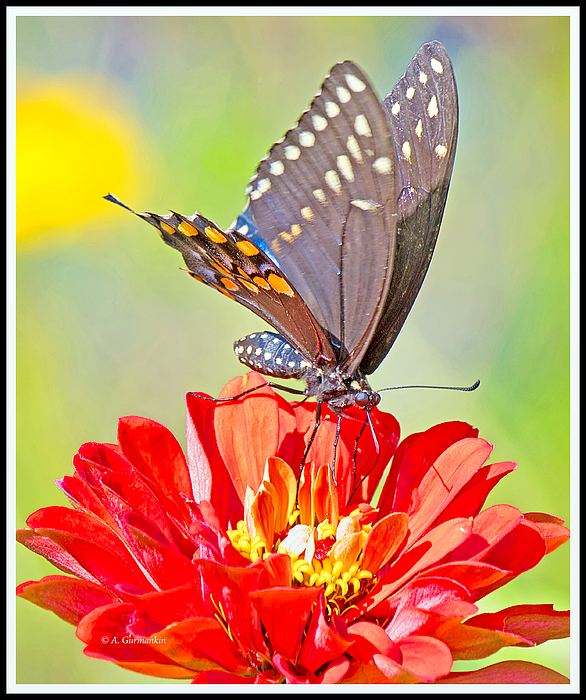 blackswallowtailbutterflyzinniafloweragurmankin.jpg