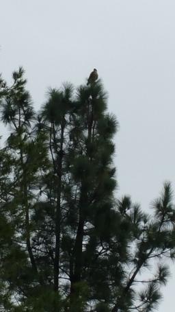 Eagle.jpg 256