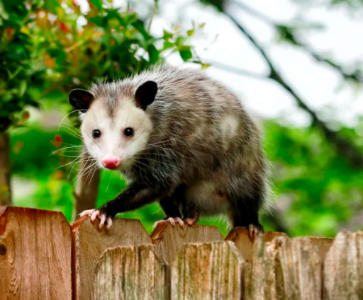 A Possum, Playing Possum. - Community | The NewsTalkers