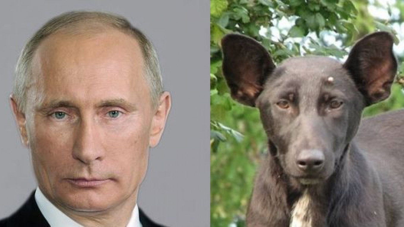 Теория заговора двойники Путина