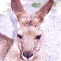 @petey-coober (active)