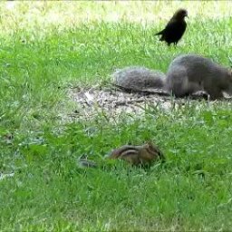 Gray Squirrel, Chipmunk, Cowbird