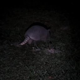 Armadillo