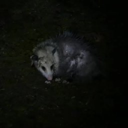 Playing Possum