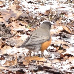 February Robins