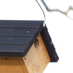Chickadees Moving In - March 27, 2021