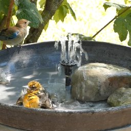 Feeders, Fountain, Chipmunk - September 23, 2022