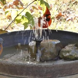 Bird Fountain 4 - October 29, 2022